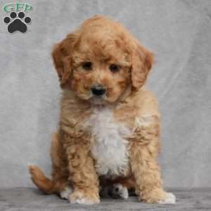 Wally, Cavapoo Puppy